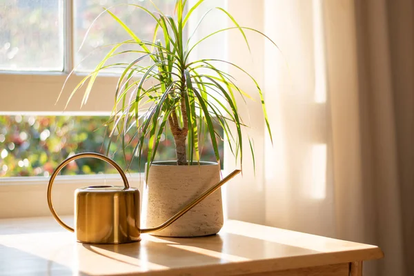 Zimmerpflanze im Fenster eines schönen neuen Hauses oder einer neuen Wohnung — Stockfoto