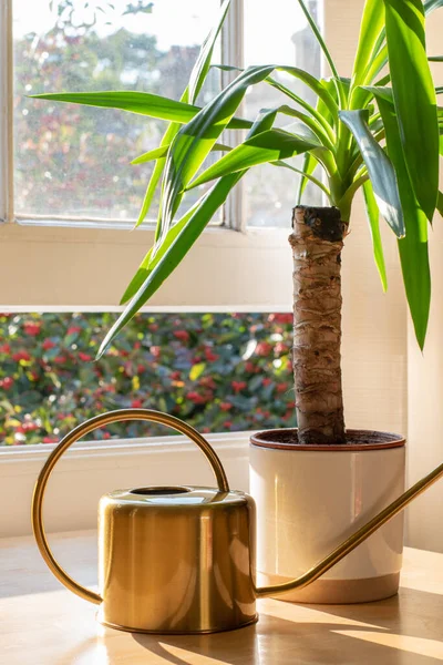 Plantă de casă în fereastră într-o casă nouă frumoasă sau apartament — Fotografie, imagine de stoc
