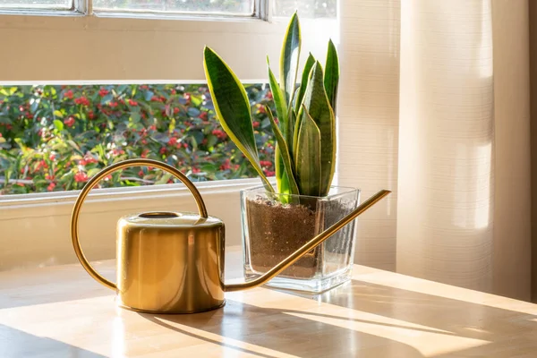 Zimmerpflanzen am Fenster in einem schönen neuen Haus oder einer neuen Wohnung — Stockfoto