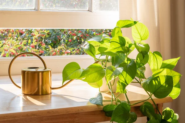 Topfteufel-Efeu-Pflanze in einer schönen neuen Wohnung. — Stockfoto