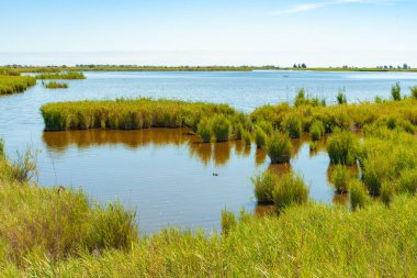 Körfezin üzerinde gün batımı. Bataklıklar rahatlatıcı arka plan. Ebro Delta, İspanya 'nın inanılmaz renkli manzarası. Tatil maceraları. Çimenler, göller ve kuşlar. Dünyada eşi benzeri olmayan bir hayvan..