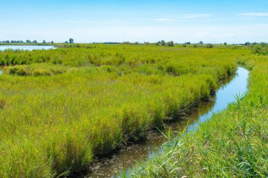 Körfezin üzerinde gün batımı. Bataklıklar rahatlatıcı arka plan. Ebro Delta, İspanya 'nın inanılmaz renkli manzarası. Tatil maceraları. Çimenler, göller ve kuşlar. Dünyada eşi benzeri olmayan bir hayvan..