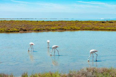 Flamingos in the bay. Wetlands relaxing background. Amazing colorful landscape of Ebro Delta, Spain. Vacations adventures. Grass, lagoons and birds. Unique fauna in the world. clipart