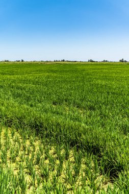 Pirinç tarlaları Ebro Delta 'daki bir çeltik tarlasının muhteşem manzarası, Katalonya, İspanya' da, hasattan önce olgunlaşmış pirinçle birlikte. Rahatlatıcı yeşil çimen arka planı. Gezegen kavramını koru.