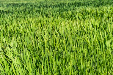 Pirinç tarlaları Ebro Delta 'daki bir çeltik tarlasının muhteşem manzarası, Katalonya, İspanya' da, hasattan önce olgunlaşmış pirinçle birlikte. Rahatlatıcı yeşil çimen arka planı. Gezegen kavramını koru.