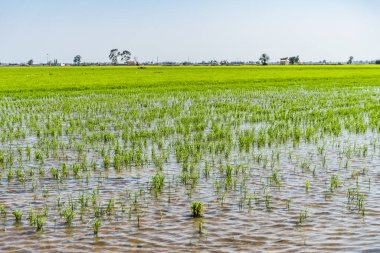 Pirinç tarlaları Ebro Delta 'daki bir çeltik tarlasının muhteşem manzarası, Katalonya, İspanya' da, hasattan önce olgunlaşmış pirinçle birlikte. Rahatlatıcı yeşil çimen arka planı. Gezegen kavramını koru.