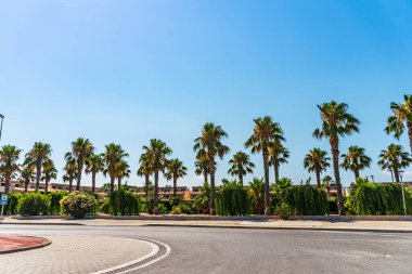 Güzel yaz manzarası. Mavi gökyüzü arka planında palmiye ağacı. Güneşli ve tropikal bir gün
