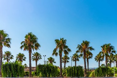 Güzel yaz manzarası. Mavi gökyüzü arka planında palmiye ağacı. Güneşli ve tropikal bir gün