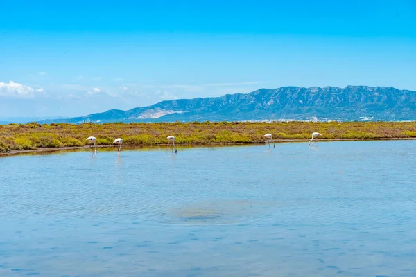 Flamingo Baai Wetlands Ontspannende Achtergrond Verbazingwekkend Kleurrijk Landschap Van Ebro — Stockfoto