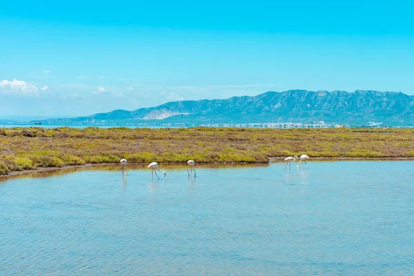 Flamingo Baai Wetlands Ontspannende Achtergrond Verbazingwekkend Kleurrijk Landschap Van Ebro — Stockfoto