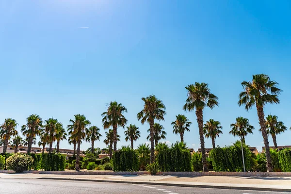 Linda Paisagem Verão Palmeira Fundo Céu Azul Dia Ensolarado Tropical — Fotografia de Stock