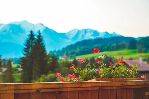 勃朗峰冰川的Balcony视图 红色的花风景如画 风景秀丽 雪山山脉风景全景 法国阿尔卑斯山勃朗峰地块 — 图库照片