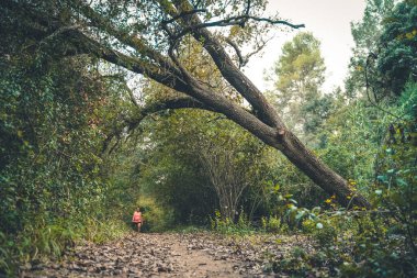 Ormanda yürüyen güzel bir genç kız. Genç, mutlu, çekici bir koşucu kadın. Koşu antrenmanında. Kırsal yolda, doğa arka planında..