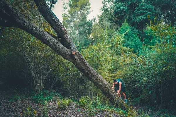 Молодой Сильный Мужчина Забирается Дерево Лесу Турист Гуляющий Лесу Мужчина — стоковое фото
