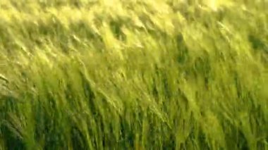 Yazın çimenleri ve dikenli arazileri rüzgarla kaplamak inanılmaz. Tarlanın üzerindeki güneş ışığı. Güzel gökyüzü. Doğa konsepti.