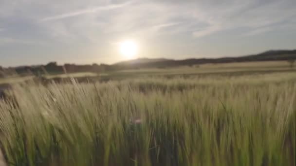 Napnyugta Fénye Mező Felett Gyönyörű Természeti Fogalom — Stock videók