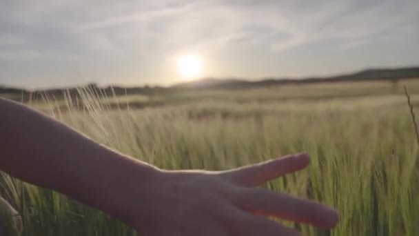Napnyugta Fénye Mező Felett Gyönyörű Természet Koncepció Kézfogás Füvet Séta — Stock videók