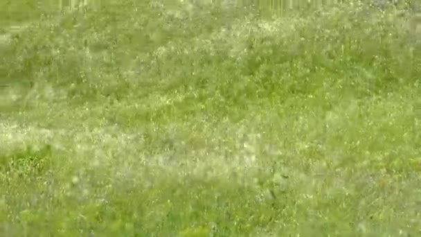 夏には風と草やスパイクフィールドの風景を驚くほど閉じます 畑の上に太陽の光 美しい空だ 自然概念 — ストック動画