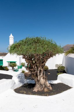 Tipik Kanarya tarzı ağaç ve binalar, El Campesino, Lanzarote Adası, İspanya