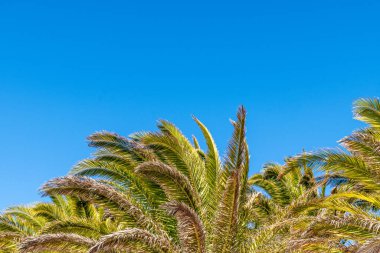 Lanzarote, İspanya 'da palmiye yaprakları ve mavi gökyüzü