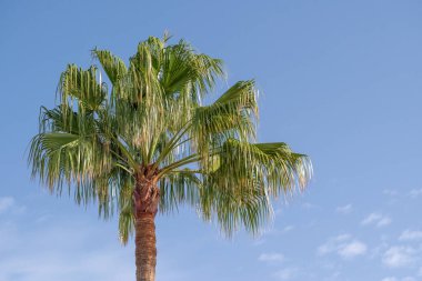 İspanya, Lanzarote Kanarya Adaları 'nın güzel palmiye ağaçları ve mavi gökyüzü