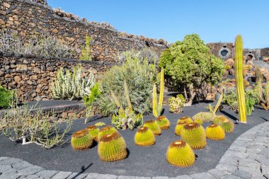 Lanzarote 'deki volkanik arazide kaktüs manzarası, kanarya adaları, İspanya