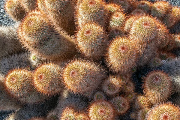 Pohled Skupiny Kaktusů Lanzarote Kanárské Ostrovy Španělsko — Stock fotografie