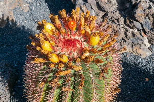 Obraz Mnohobarevného Kaktusu Lanzarote Kanárské Ostrovy Španělsko — Stock fotografie