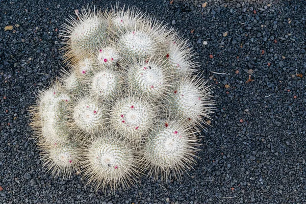 Lanzarote adasındaki beyaz kaktüs resmi, kanarya adaları, İspanya