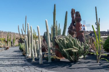 Lanzarote adasındaki kaktüs manzarası, kanarya adaları, İspanya