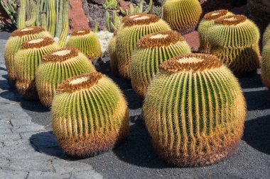Kanarya adalarındaki orijinal kaktüs manzarası Lanzarote, İspanya