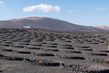 İspanya 'nın Lanzarote Kanarya Adaları' nda üzüm yetiştirmek için özgün bir şekilde hazırlanan arazi görüşü