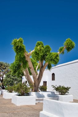 Kanarya Adaları 'ndaki Lanzarote Adası' ndaki ağaç görüntüsü. İspanya