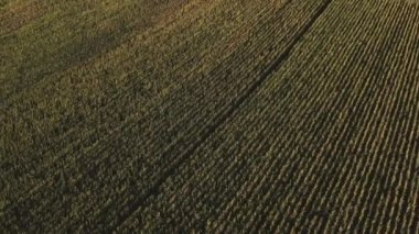 Kuzey İtalya, Monferrato 'da günbatımında mısır tarlalarının hava manzarası. 