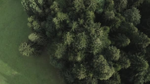 夏季高山森林绿树的空中景观 — 图库视频影像