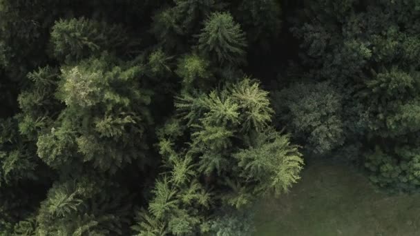 夏季高山森林绿树的空中景观 — 图库视频影像