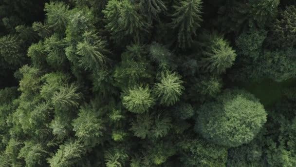 夏季高山森林绿树的空中景观 — 图库视频影像