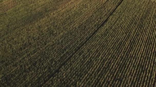 Flygfoto Över Majsfält Vid Solnedgången Monferrato Norra Italien — Stockvideo