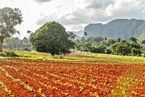 Plantación Tabaco Con Pequeñas Plantas Valle Vinales Fondo Provincia Pinar —  Fotos de Stock