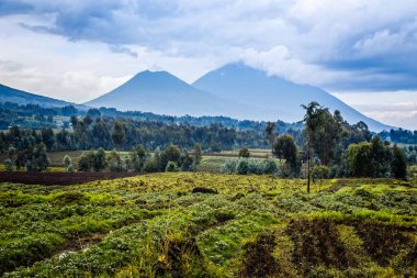 Virunga Volkanı Milli Parkı, yatay, yeşil tarım alanları ön planda, Ruanda