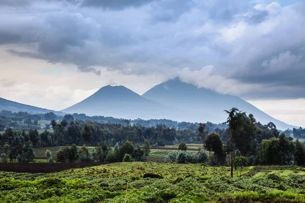 Virunga Volcano National Park Landscape Green Farmland Fields Foreground Rwanda — Stock Photo, Image