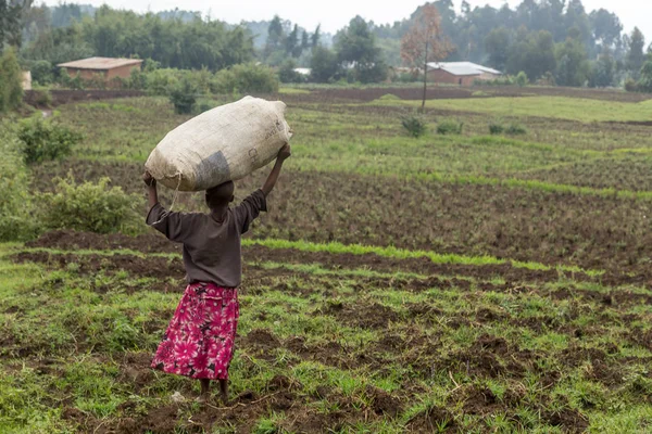 卢旺达小女孩站在田里 头上有一个大的农作物麻袋 — 图库照片