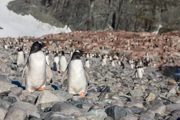 Gentoo Пінгвіни Пара Стоячи Узбережжі Ціле Стадо Антарктиці Фону Cuverville — стокове фото