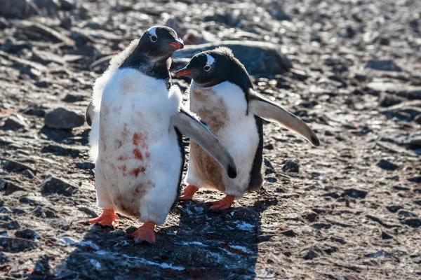 Twee Vuile Gentoo Pinguïn Kuikens Spelen Rotsen Zuidelijke Shetlandeilanden Antarctica — Stockfoto