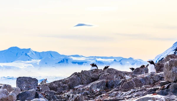 Rebanho Pinguins Gentoo Escondidos Nas Rochas Geleira Com Icebergs Fundo — Fotografia de Stock