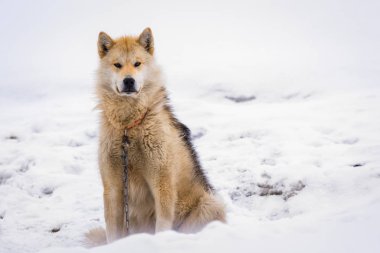 Grönland dili kutup halletme köpek zinciri kar, Sisimiut, Grönland oturan