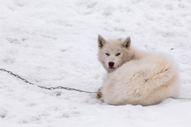 Grönland dili kutup halletme köpek zinciri kar, Sisimiut, Grönland uyku