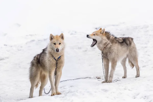 İki greenlandic Inuit kızak köpekleri kar, Sisimiut, Grönland alarma ayakta