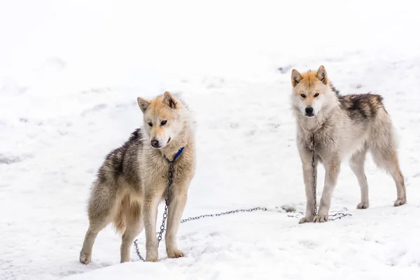 Two Greenlandic Arctic Sledding Dogs Standing Alert Snow Sisimiut Greenland — Stock Photo, Image