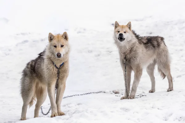 İki greenlandic Inuit kızak köpekleri kar, Sisimiut, Grönland alarma ayakta